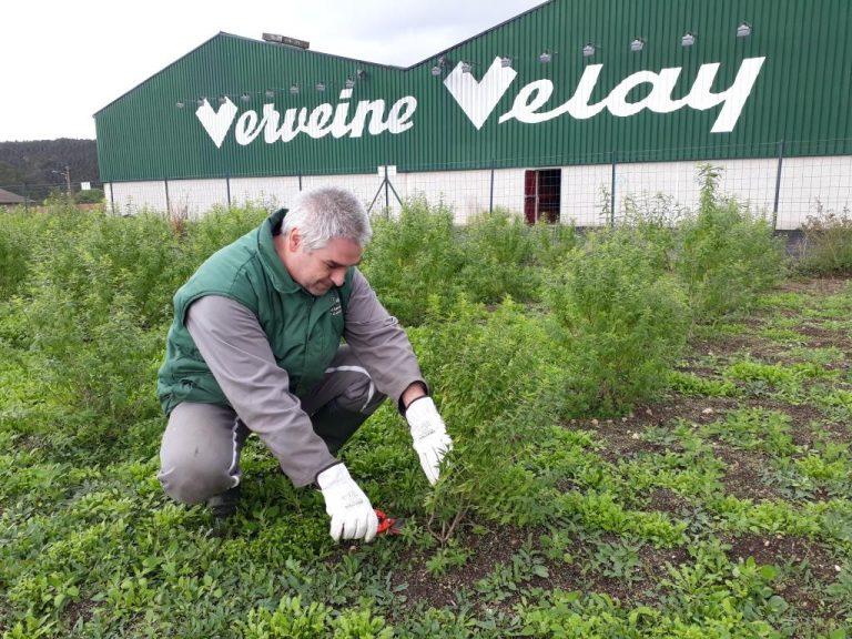 Distillerie Pagès : l'art de la distillation au service de la tradition