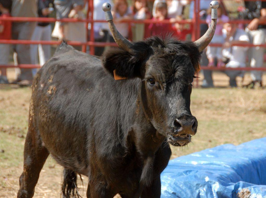 Polémique autour d’un spectacle de « nains toreros » : pourquoi ça pose problème ?